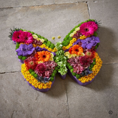 Beautiful Butterfly